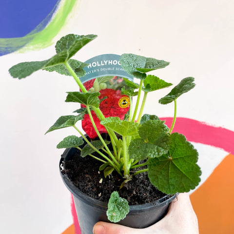 Double Hollyhock - Alcea rosea 'Chater's Double Scarlet' - British Grown Herbaceous Perennial - Sprouts of Bristol