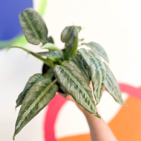 Drop Tongue Plant - Schismatoglottis 'Silver Indukan' - Sprouts of Bristol