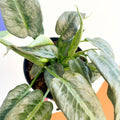 Drop Tongue Plant - Schismatoglottis 'Silver Indukan' - Sprouts of Bristol