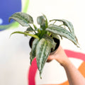 Drop Tongue Plant - Schismatoglottis 'Silver Indukan' - Sprouts of Bristol