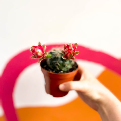 Dwarf Chin Cactus - Gymnocalycium baldianum - Sprouts of Bristol