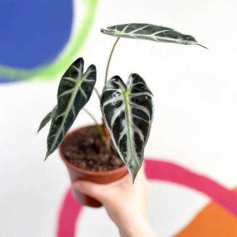 Dwarf Elephant Ear - Alocasia amazonica - British Grown - Sprouts of Bristol