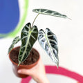 Dwarf Elephant Ear - Alocasia amazonica - British Grown - Sprouts of Bristol