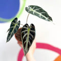 Dwarf Elephant Ear - Alocasia amazonica - British Grown - Sprouts of Bristol