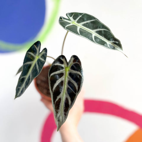 Dwarf Elephant Ear - Alocasia amazonica - British Grown - Sprouts of Bristol