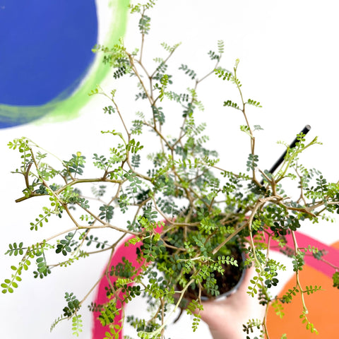 Dwarf Kowhai - Sophora prostrata 'Little Baby' - Sprouts of Bristol