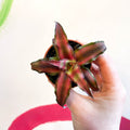 Earth Star Plant - Cryptanthus bivittatus 'Chilli Pepper' - Sprouts of Bristol