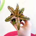 Earth Star Plant - Cryptanthus bivittatus 'Chocolate Soldier' - Sprouts of Bristol