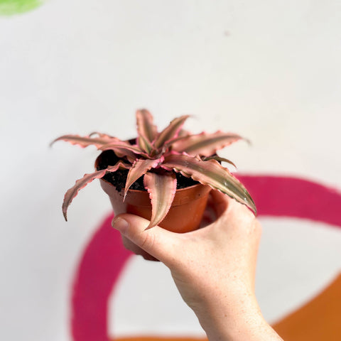 Earth Star Plant - Cryptanthus bivittatus 'Light Pink Star' - Sprouts of Bristol