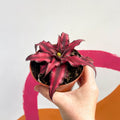 Earth Star Plant - Cryptanthus bivittatus 'Red Star' - Sprouts of Bristol