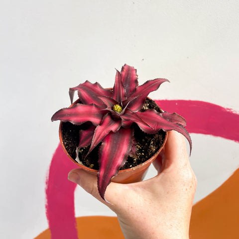 Earth Star Plant - Cryptanthus bivittatus 'Red Star' - Sprouts of Bristol