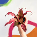 Earth Star Plant - Cryptanthus bivittatus 'Strawberry Flambee' - Sprouts of Bristol