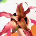 Earth Star Plant - Cryptanthus bivittatus 'Strawberry Flambee' - Sprouts of Bristol