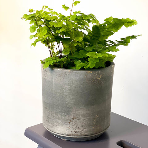 Earth Tivoli Planter - 14cm - Sprouts of Bristol