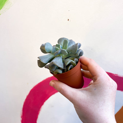 Echeveria ‘Cubic Frost’ - Sprouts of Bristol