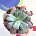 Echeveria 'Culibra' - Sprouts of Bristol