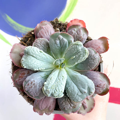 Echeveria 'Culibra' - Sprouts of Bristol