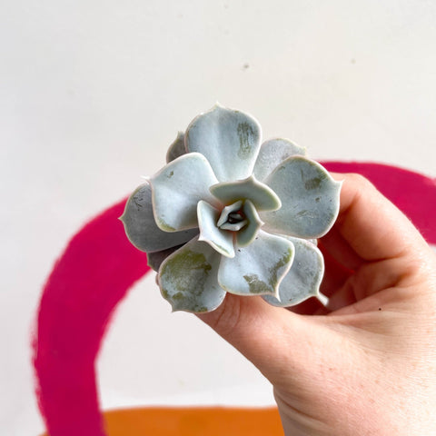 Echeveria lilacina - Sprouts of Bristol