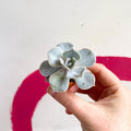 Echeveria lilacina - Sprouts of Bristol