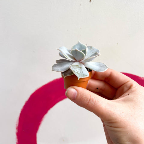 Echeveria lilacina - Sprouts of Bristol