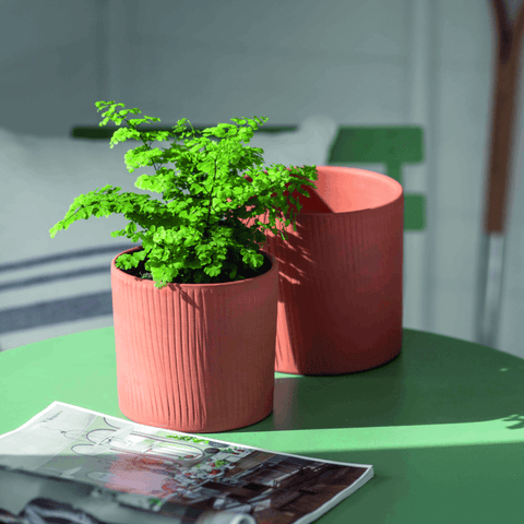 Edgehill Pot - Sprouts of Bristol