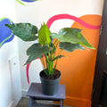 Elephant Ear - Alocasia cucullata - Sprouts of Bristol