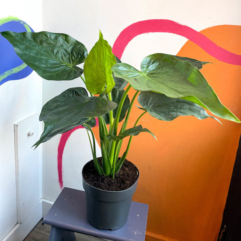 Elephant Ear - Alocasia cucullata - Sprouts of Bristol
