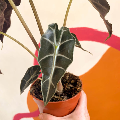 Elephant Ear - Alocasia x Amazonica 'Polly' - Sprouts of Bristol