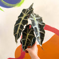 Elephant Ear - Alocasia x Amazonica 'Polly' - Sprouts of Bristol
