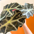 Elephant Ear - Alocasia x Amazonica 'Polly' - Sprouts of Bristol