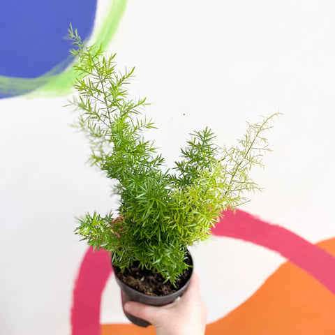 Emerald Fern - Asparagus densiflorus ‘Cwebe’ - Sprouts of Bristol