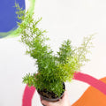 Emerald Fern - Asparagus densiflorus ‘Cwebe’ - Sprouts of Bristol