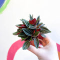 Emerald Ripple Pepper - Peperomia caperata 'Rosso' - Sprouts of Bristol