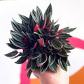 Emerald Ripple Pepper - Peperomia caperata 'Rosso' - Sprouts of Bristol