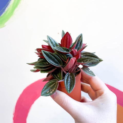 Emerald Ripple Pepper - Peperomia caperata 'Rosso' - Sprouts of Bristol