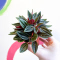 Emerald Ripple Pepper - Peperomia caperata 'Rosso' - Sprouts of Bristol
