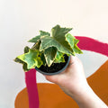 English Ivy - Hedera helix 'Goldchild' - Sprouts of Bristol