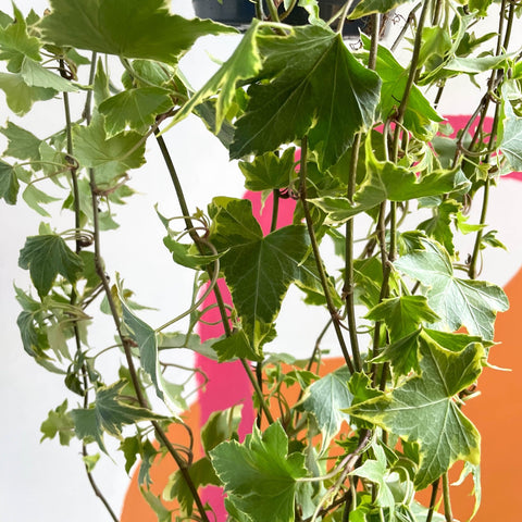 English Ivy - Hedera helix 'Goldchild' - Sprouts of Bristol