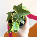 English Ivy - Hedera helix 'Goldchild' - Sprouts of Bristol