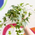 English Ivy - Hedera helix 'Goldchild' - Sprouts of Bristol