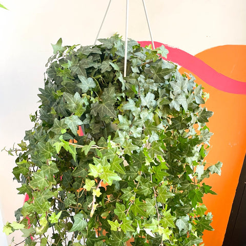 English Ivy - Hedera helix 'Pittsburgh' - Sprouts of Bristol