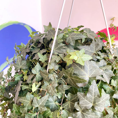 English Ivy - Hedera helix 'Pittsburgh' - Sprouts of Bristol