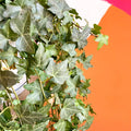 English Ivy - Hedera helix 'Pittsburgh' - Sprouts of Bristol