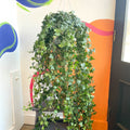 English Ivy - Hedera helix 'Pittsburgh' - Sprouts of Bristol