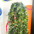 English Ivy - Hedera helix 'Pittsburgh' - Sprouts of Bristol