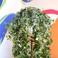 English Ivy - Hedera helix 'Pittsburgh' - Sprouts of Bristol