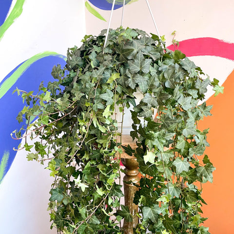 English Ivy - Hedera helix 'Pittsburgh' - Sprouts of Bristol