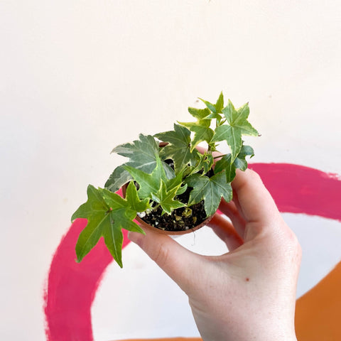 English Ivy - Hedera helix - Welsh Grown - Sprouts of Bristol