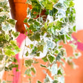 English Ivy - Hedera helix 'White Wonder' - Sprouts of Bristol