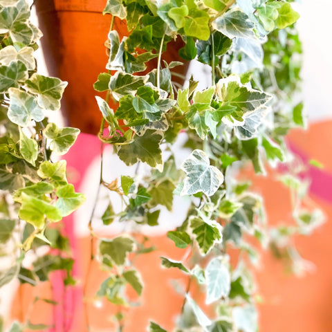 English Ivy - Hedera helix 'White Wonder' - Sprouts of Bristol
